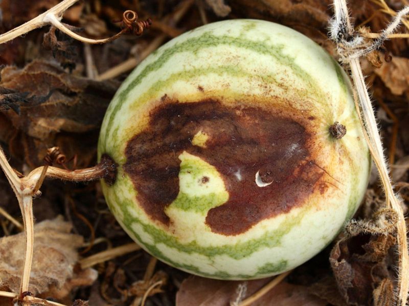 7. The Rind Is Shriveled or Leaky