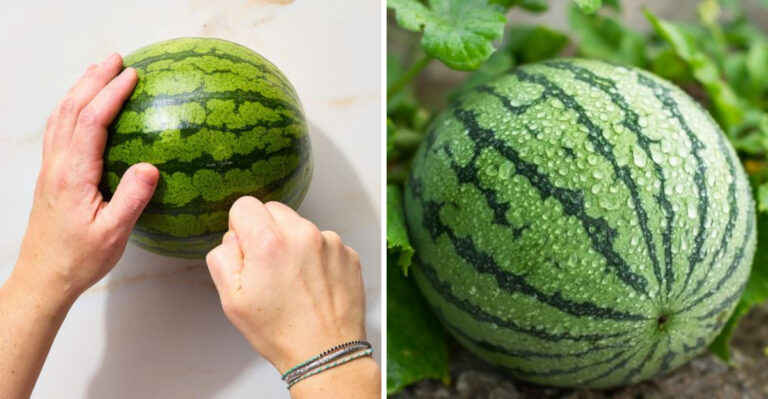 7 Expert Tips For Choosing A Watermelon That’s Juicy And Delicious