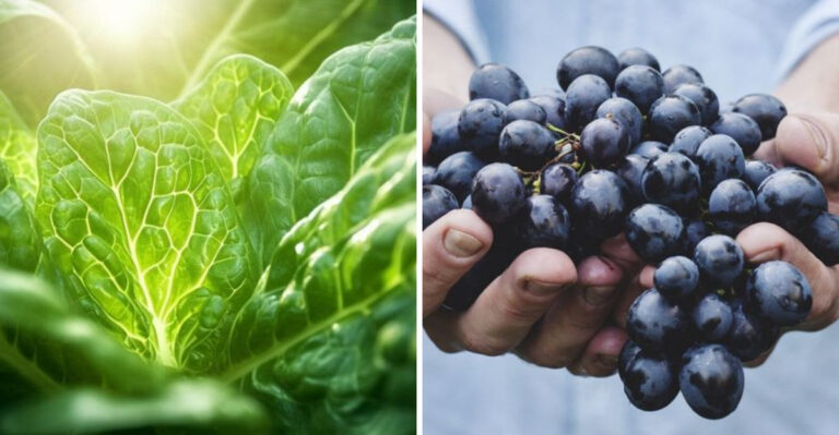 7 Powerful Fruits And Veggies That Boost Longevity And Fight Cancer