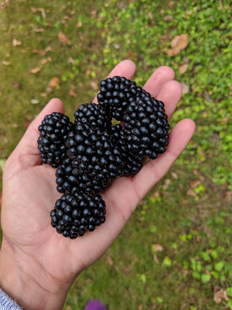 Blackberries