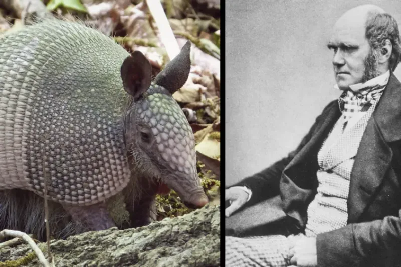 Charles Darwin – Exotic Meats