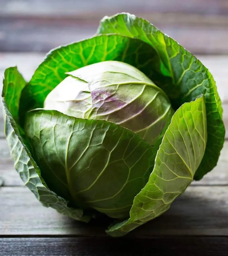 Cabbage