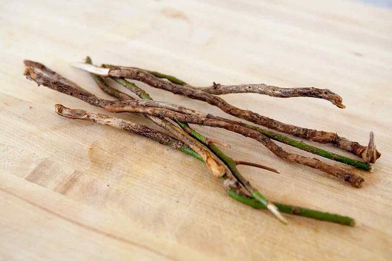 Sassafras Oil (Natural Source of Safrole)