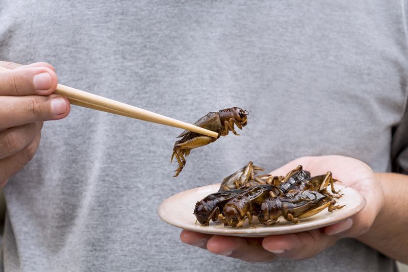 Edible Insects