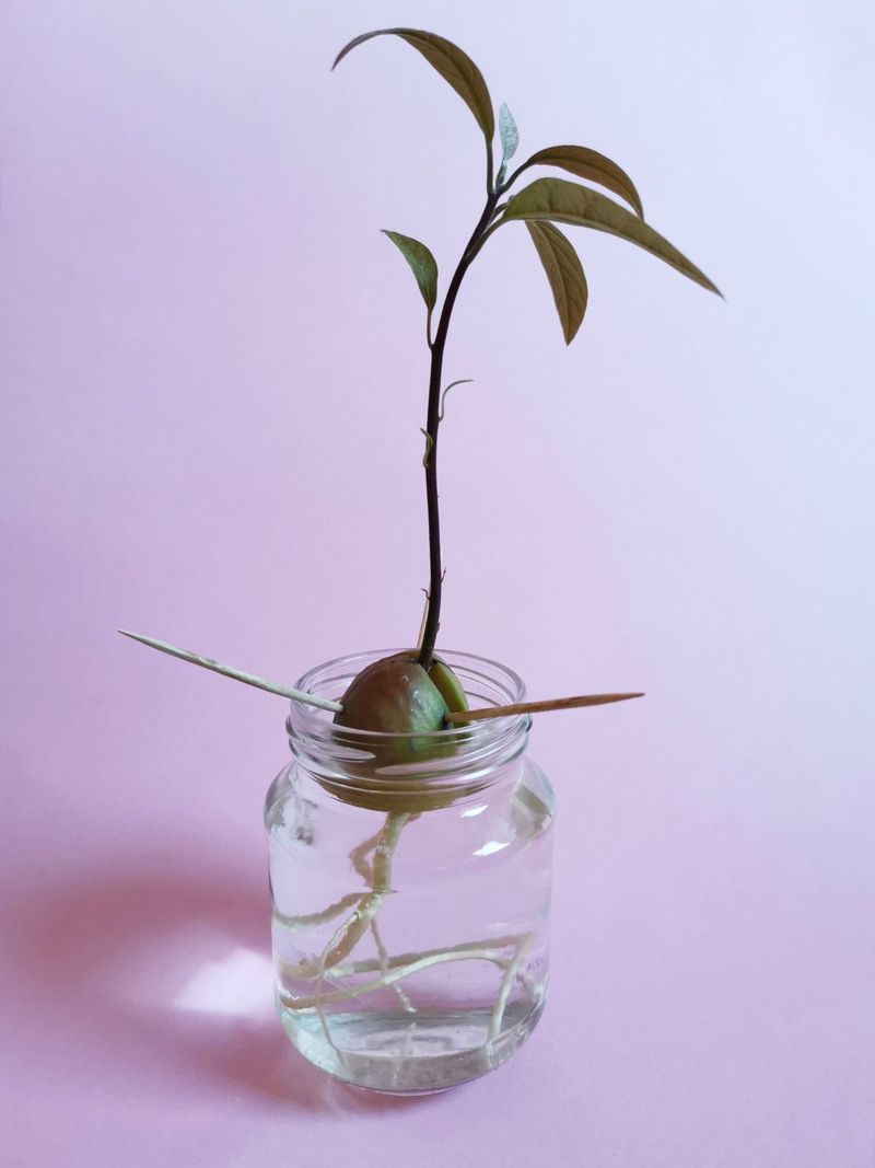 Don’t Waste the Seed — Use It to Grow