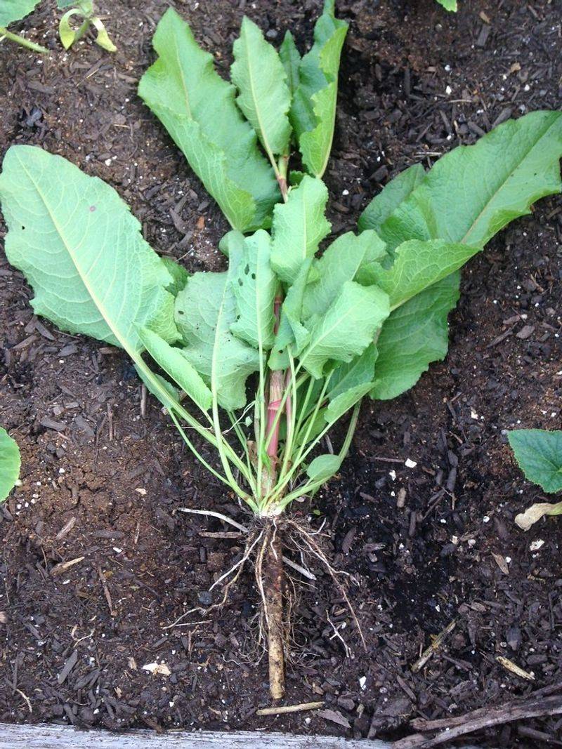 Yellow Dock Root