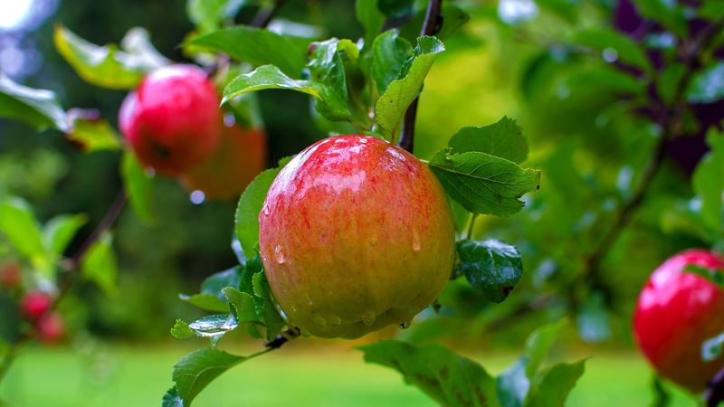 Apples
