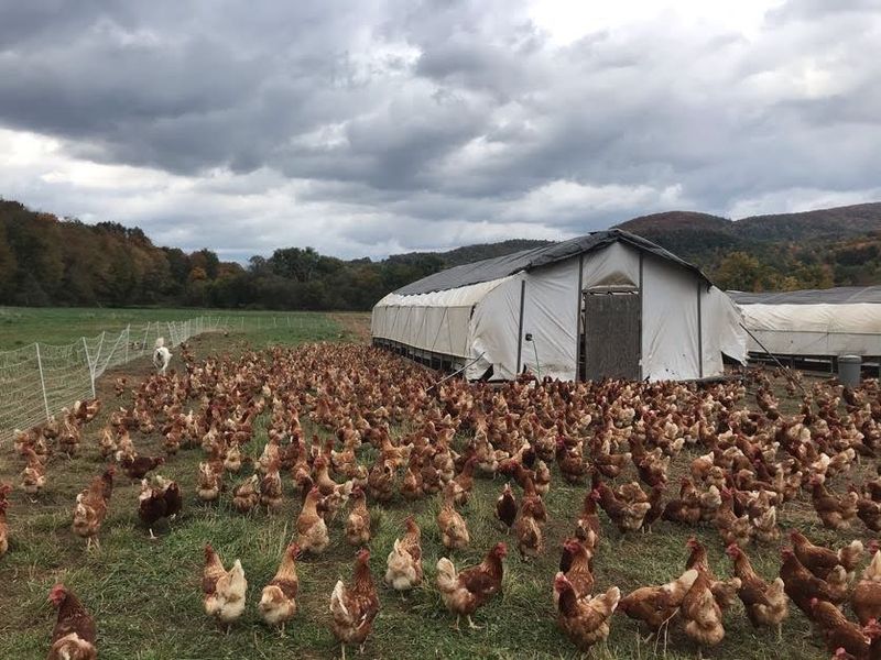 Pasture-Raised