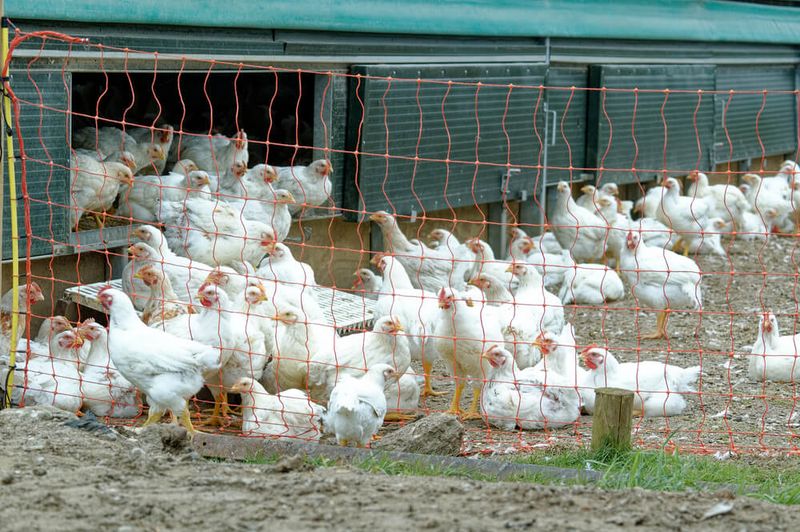 Cage-Free Isn’t Free-Range