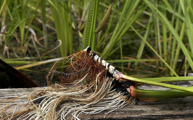 Calamus Root