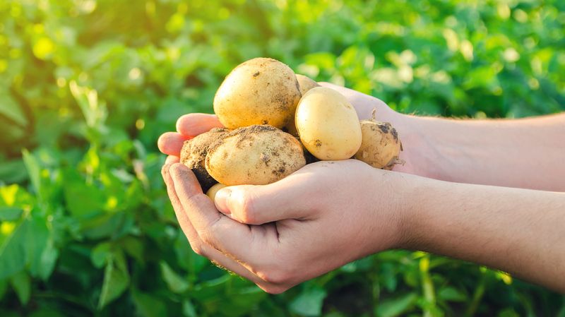 Potatoes (Especially Red and Yukon Gold)