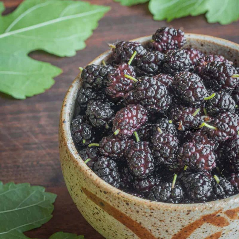 Mulberries