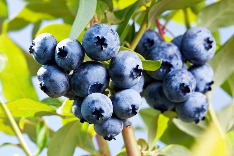 Blueberries