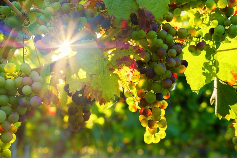 Grapes