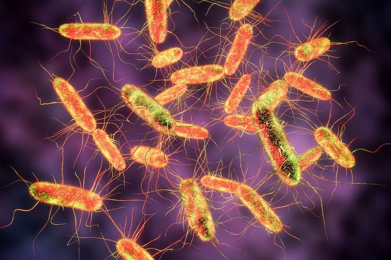 Understanding Salmonella Risks