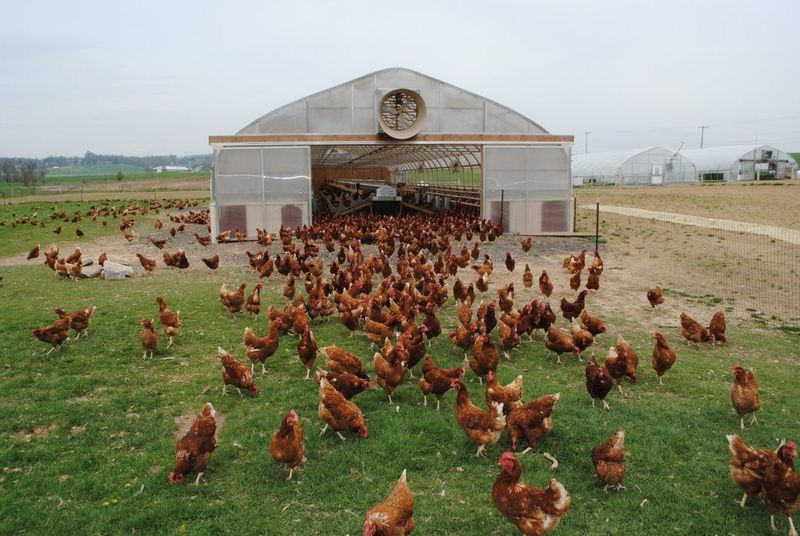 U.S.-Raised Chicken