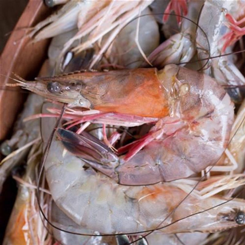 Frozen Shrimp with Heads On (Boat-bagged)
