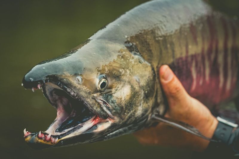 Alaska – Salmon Dog