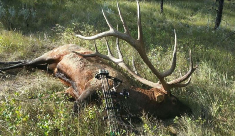 Montana – Elk Dog