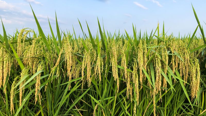 U.S.-Grown Rice