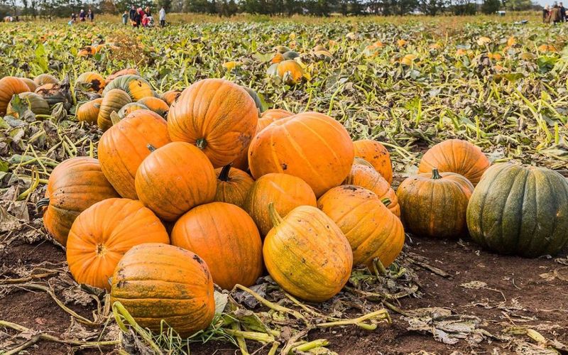 Pumpkin