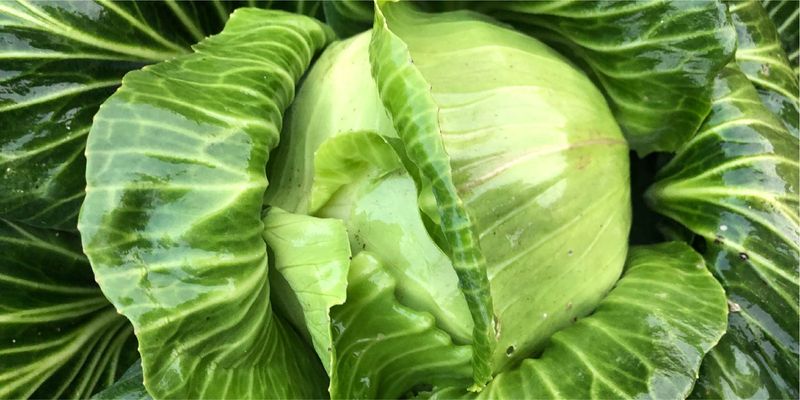 Cabbage