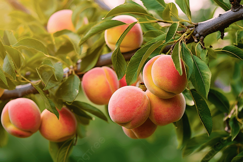 Peaches