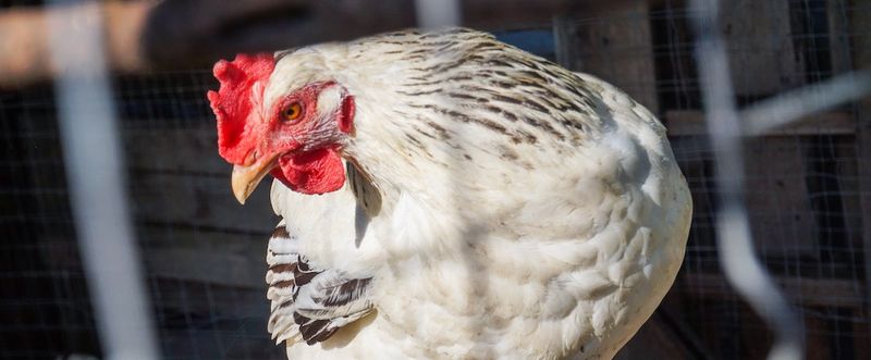 Cage-Free