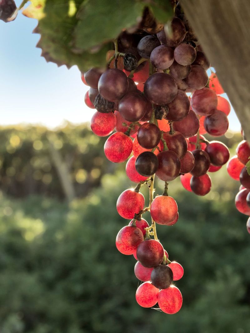 Red Grapes (and Red Wine, in moderation)