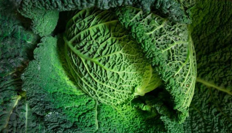 Cabbage