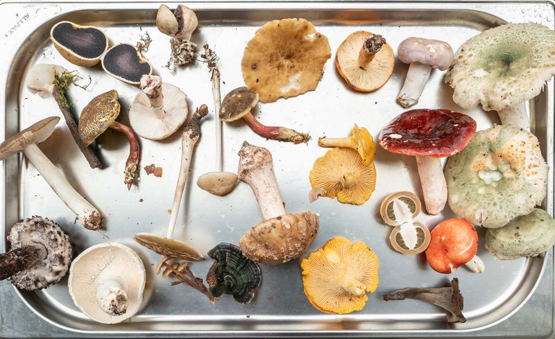 Mushrooms (Wild Types)