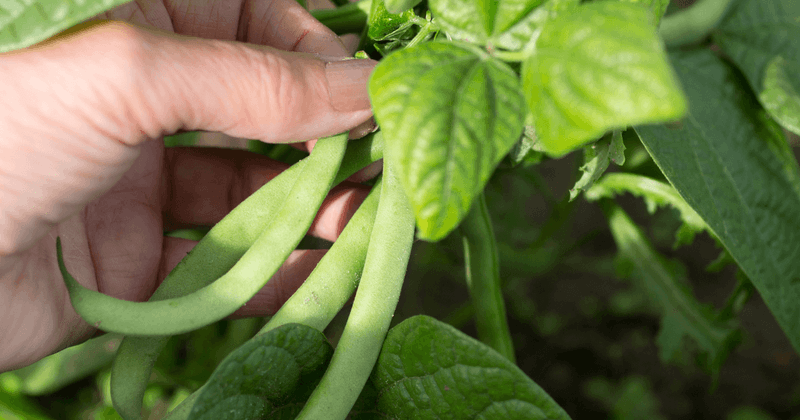 Green Beans