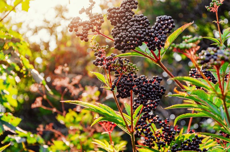 Elderberries