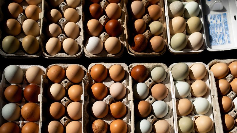 Loose-case cage-free eggs