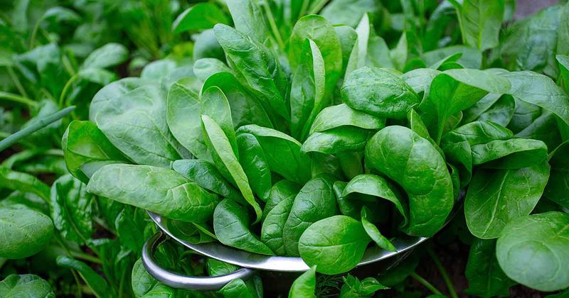 Spinach