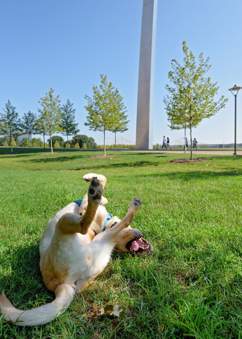 Missouri – St. Louis Dog
