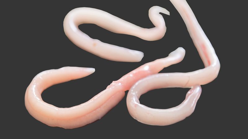 The Tapeworm Diet