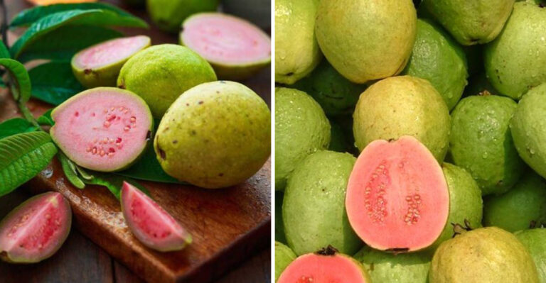These 7 Health Benefits Of Guava Can Boost Your Health