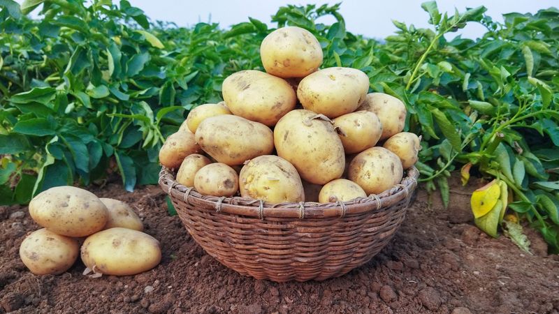 Potatoes