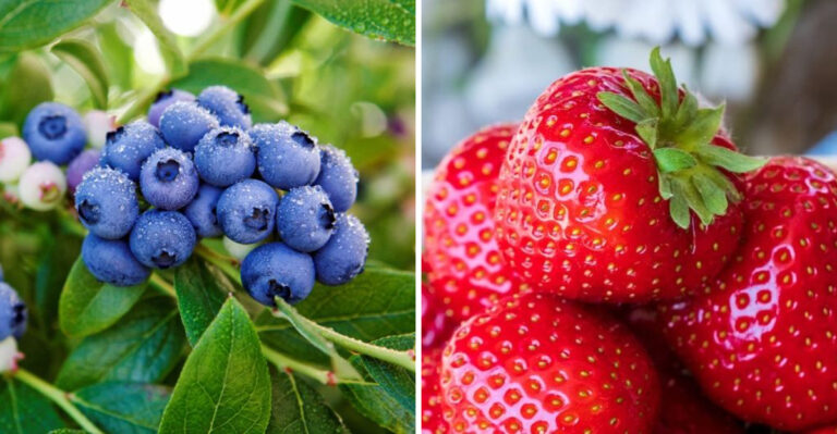Top 7 Fruits Packed With Antioxidants To Combat Cancer