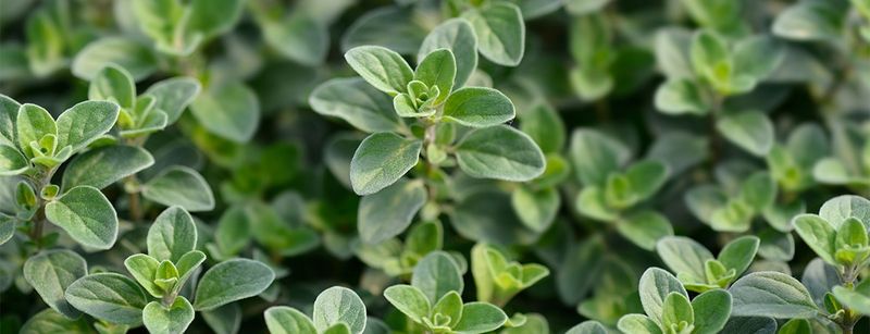 Oregano