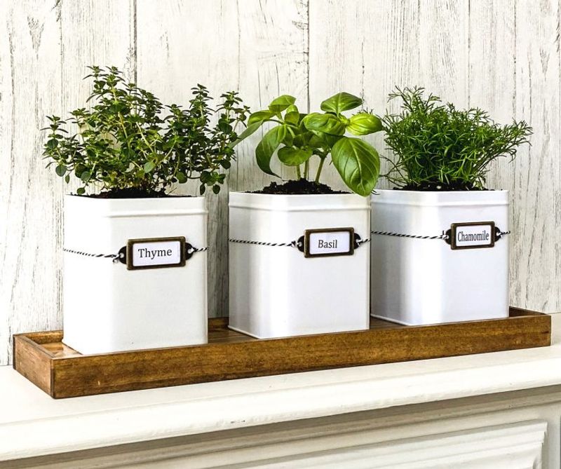 Grow Your Own Herbs