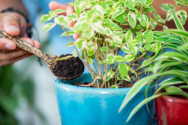 Repurpose Leftover Coffee Grounds