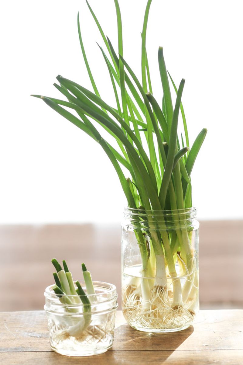 Grow Green Onions in Water